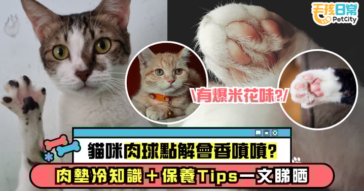 為何貓咪肉球會香香的?肉墊冷知識+保養方法一次看