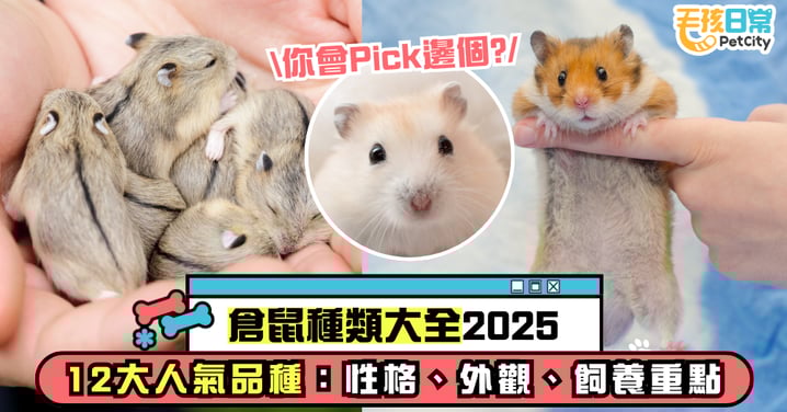 倉鼠種類大全2025｜一文看清12大人氣品種 ：性格、外觀、飼養重點一次掌握！