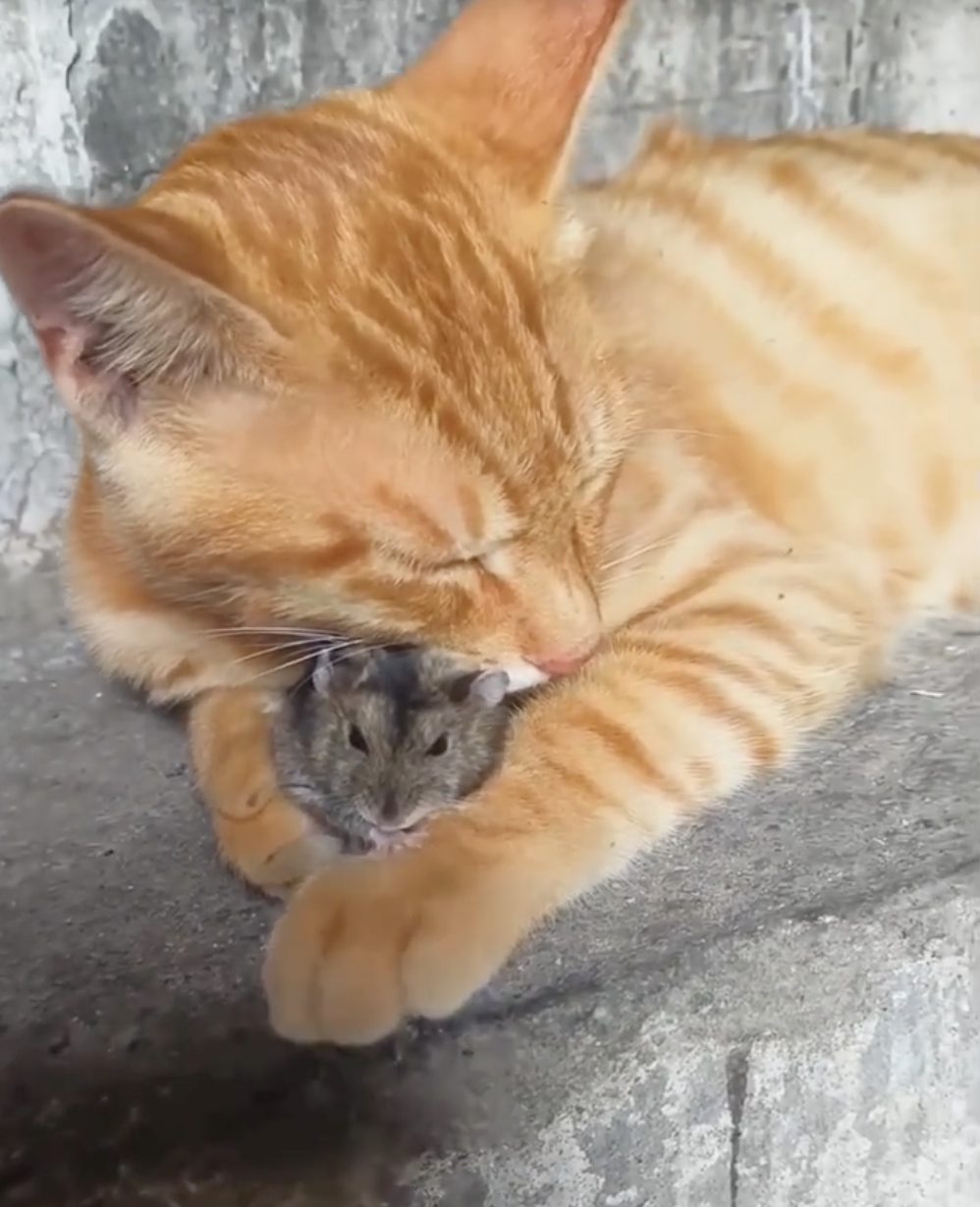 鼠：該不會就這樣去鼠星了吧