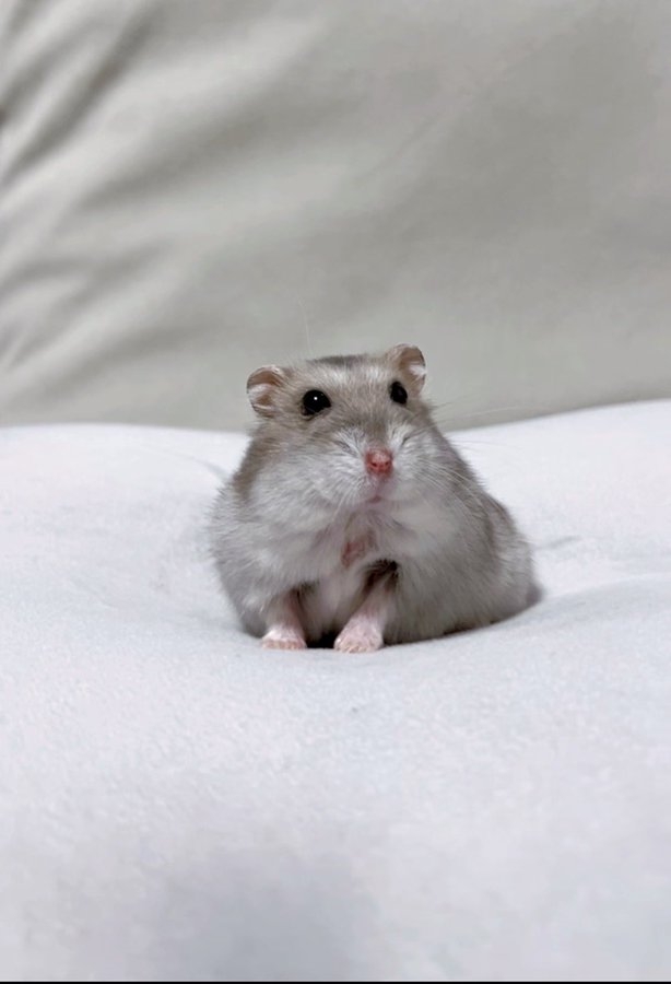 奴才：這麼說我還給你提供情緒價值了