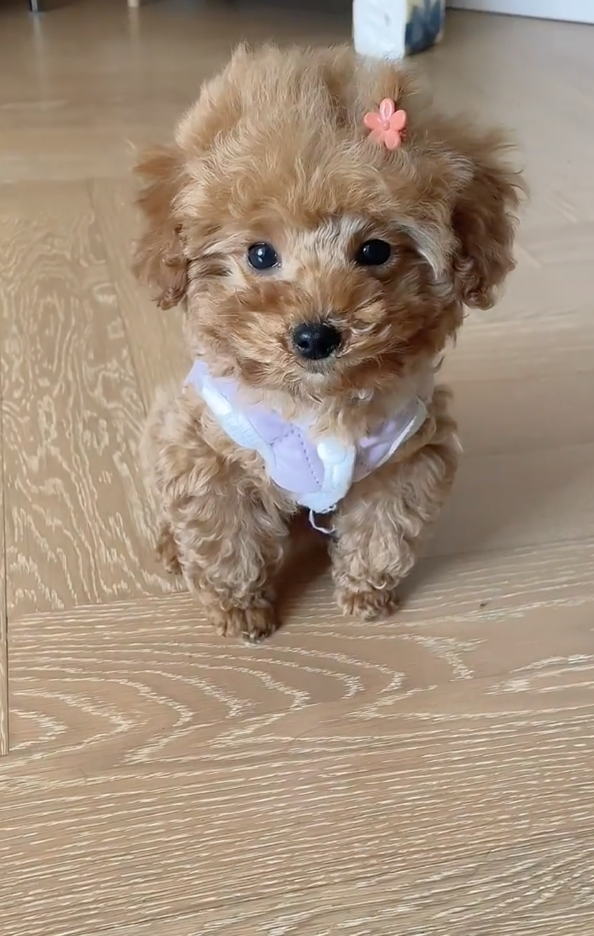 奴才：好可愛啊（繼續跑題