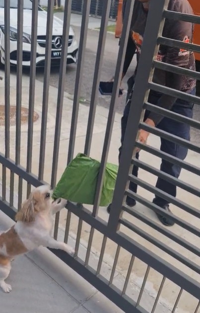 一隻寵物西施狗Pin Pin從送貨員那里接收包裹的影片網上瘋傳。