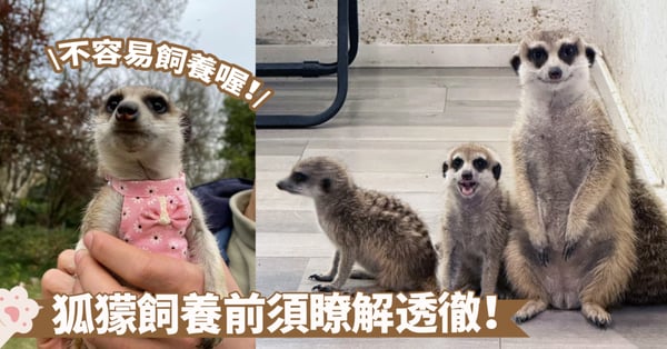 想把「丁滿」當寵物飼養?這絕非易事喔~瞭解更多狐獴資訊再做出決定吧!