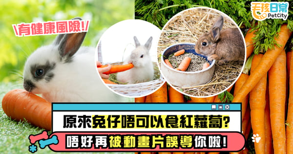 別再被動畫片誤導了!兔子原來不能吃紅蘿蔔?奴才需瞭解清楚避免悲劇發生~