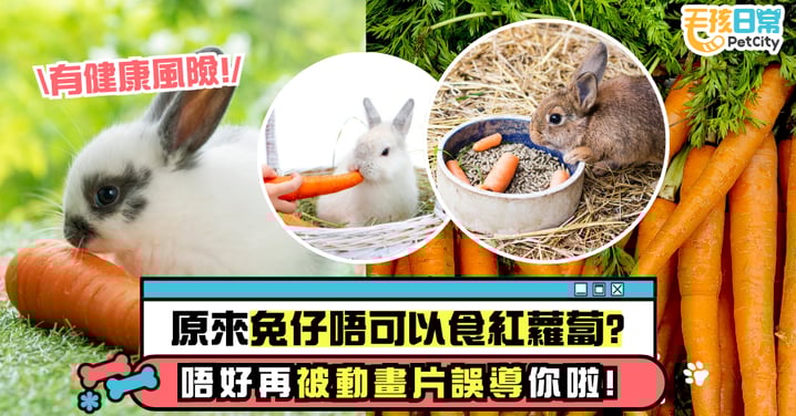 別再被動畫片誤導了！兔子原來不能吃紅蘿蔔？奴才需瞭解清楚避免悲劇發生～