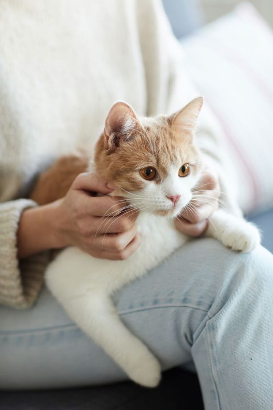 主人應密切關注貓咪的行為和表情變化，並善用科技工具，保障貓咪的健康。