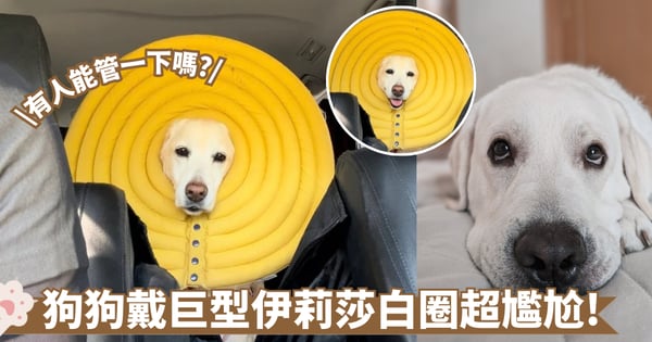 汪汪出門變行動焦點!飼主手滑買超大伊莉莎白圈 狗狗坐後座露出無奈臉!