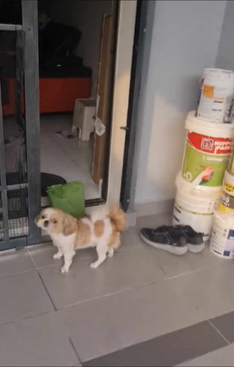 Pin Pin跑到門口並將包裹放在地上後，牠便望著主人。