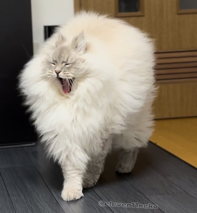 奴才：你炸毛了