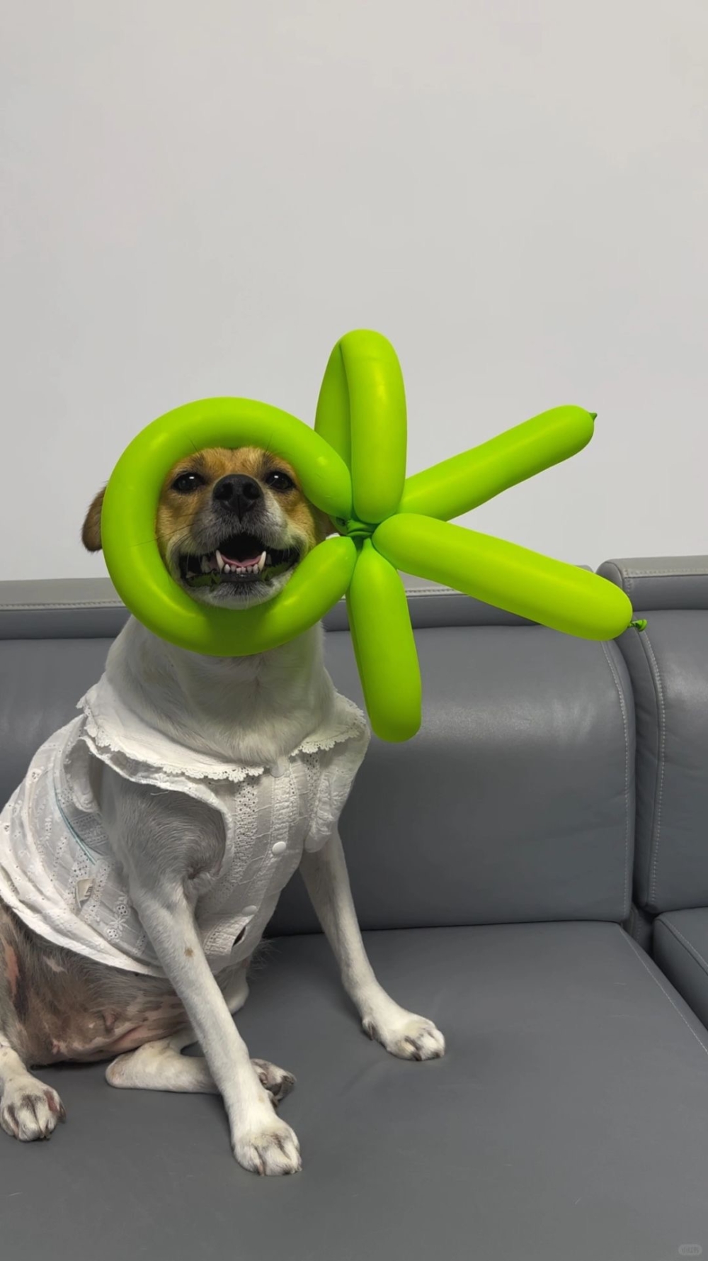 奴才：完成度很高喔