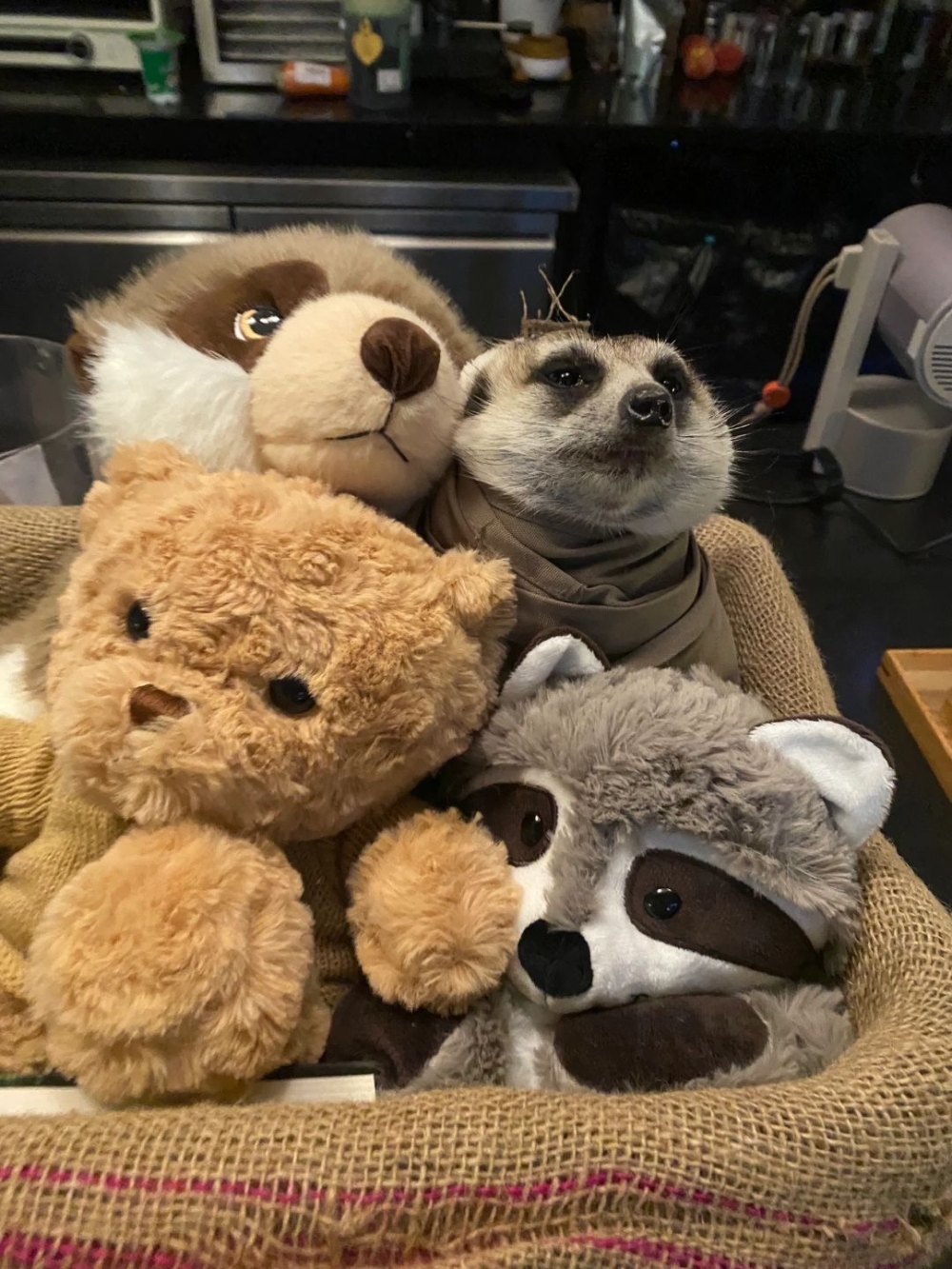 奴才：你必須記住教訓才行啊