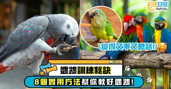 【鸚鵡訓練有撇步】8個方法，輕鬆矯正鸚鵡不良行為！讓牠改正後更乖巧～
