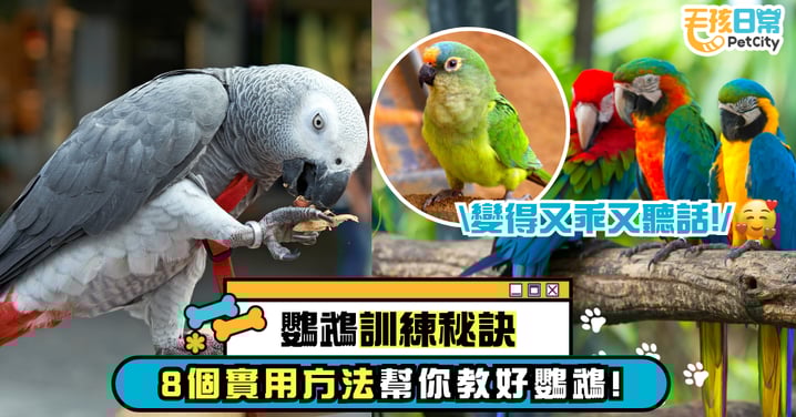 【鸚鵡訓練有撇步】8個方法,輕鬆矯正鸚鵡不良行為!讓牠改正後更乖巧~