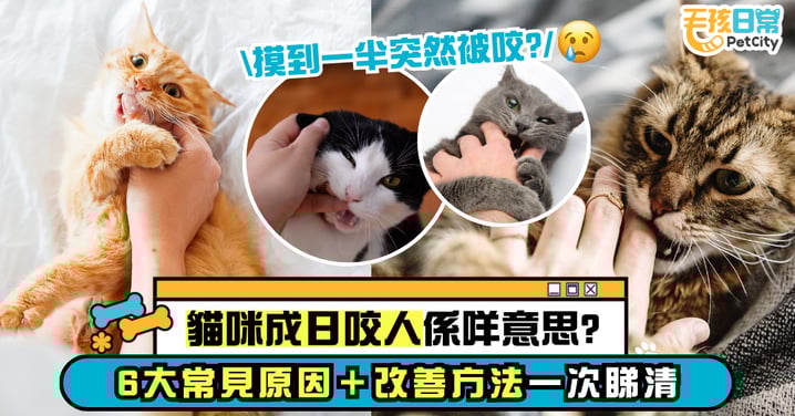 【貓咬人意思】6個常見原因 咬你是想引起你注意 這個方法可改掉貓咪愛咬人習慣