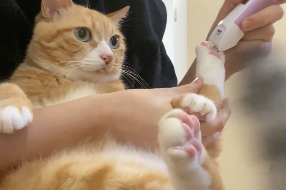 奴才：是，遵命