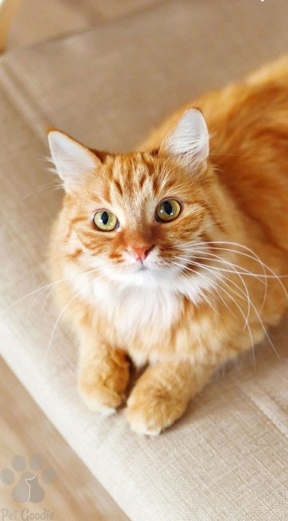 貓咪生病了可以即時知道。