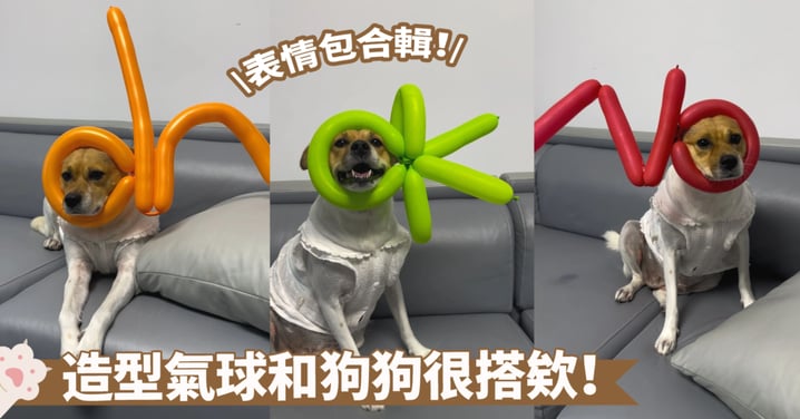 造型氣球+狗狗的憨樣=表情包大放送啦！搞笑擔當也是奴才賦予的喔～