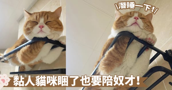 有沒有同款廁所好麻吉?即便是在衣架上睡著,貓咪依舊要拍著奴才啦!