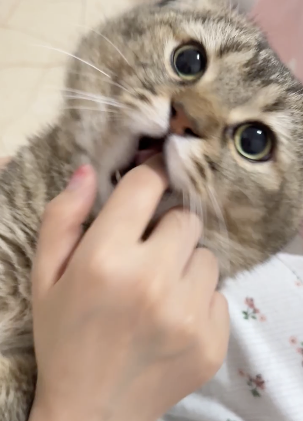 奴才：你再兇一個啊