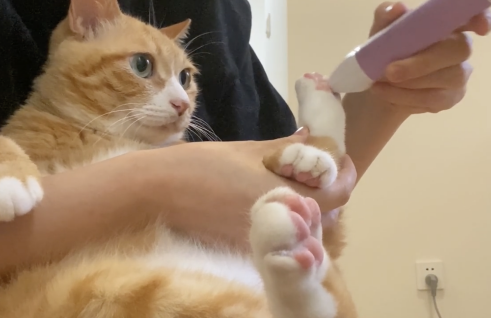 奴才：對，忘記誇誇你了