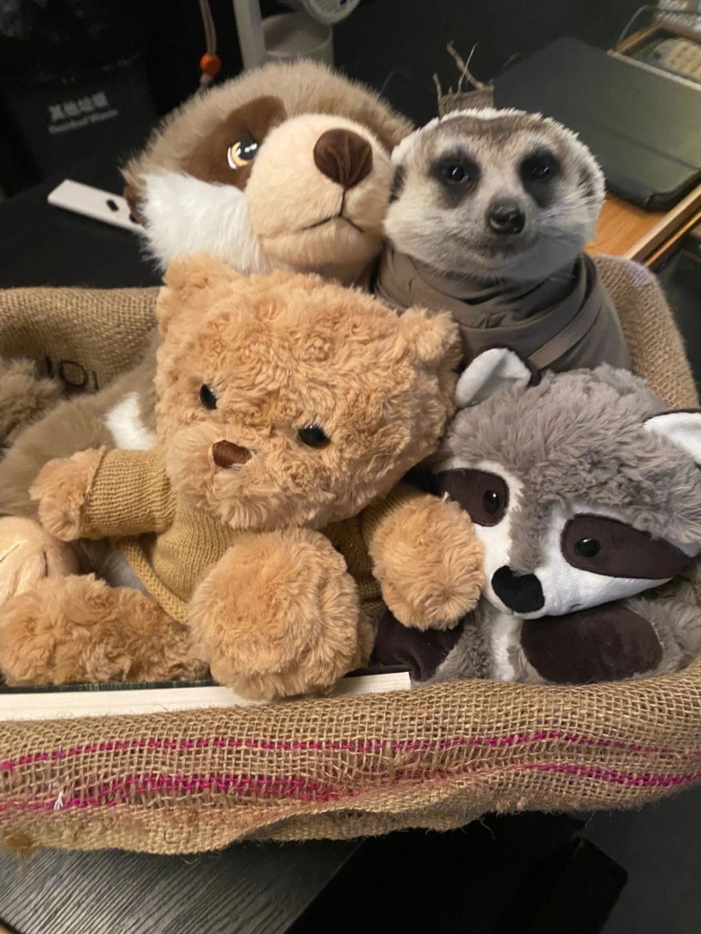 奴才：我怎麼就是不相信呢...