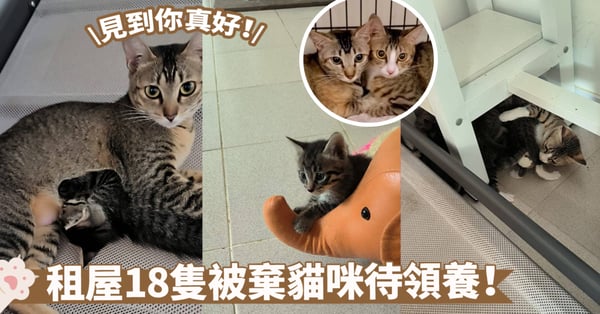 香港18隻貓咪急需領養!租屋驚現被遺棄貓咪,義工緊急求助:呼籲愛貓人士伸出援手~