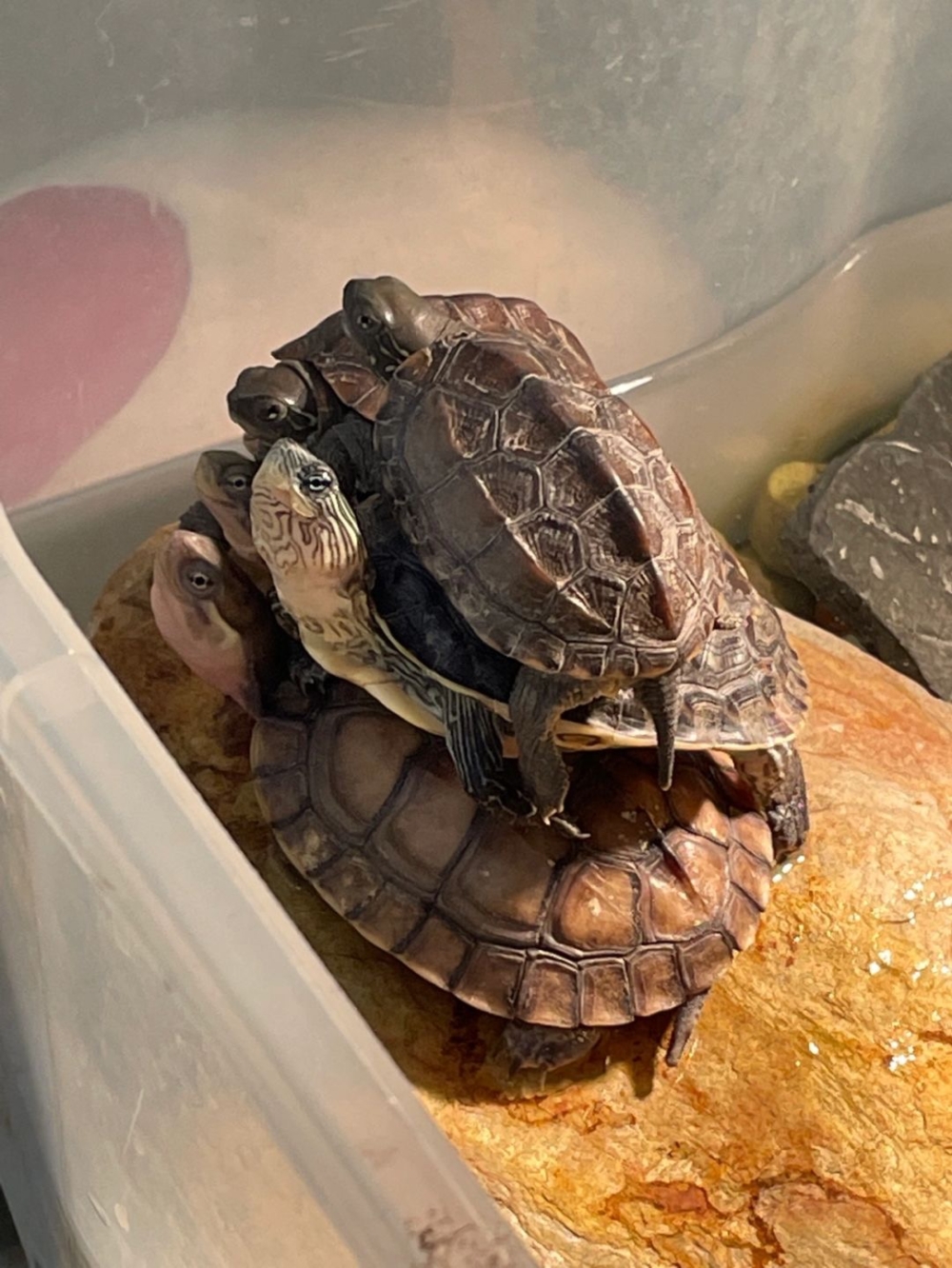 奴才：這些都是技巧喔