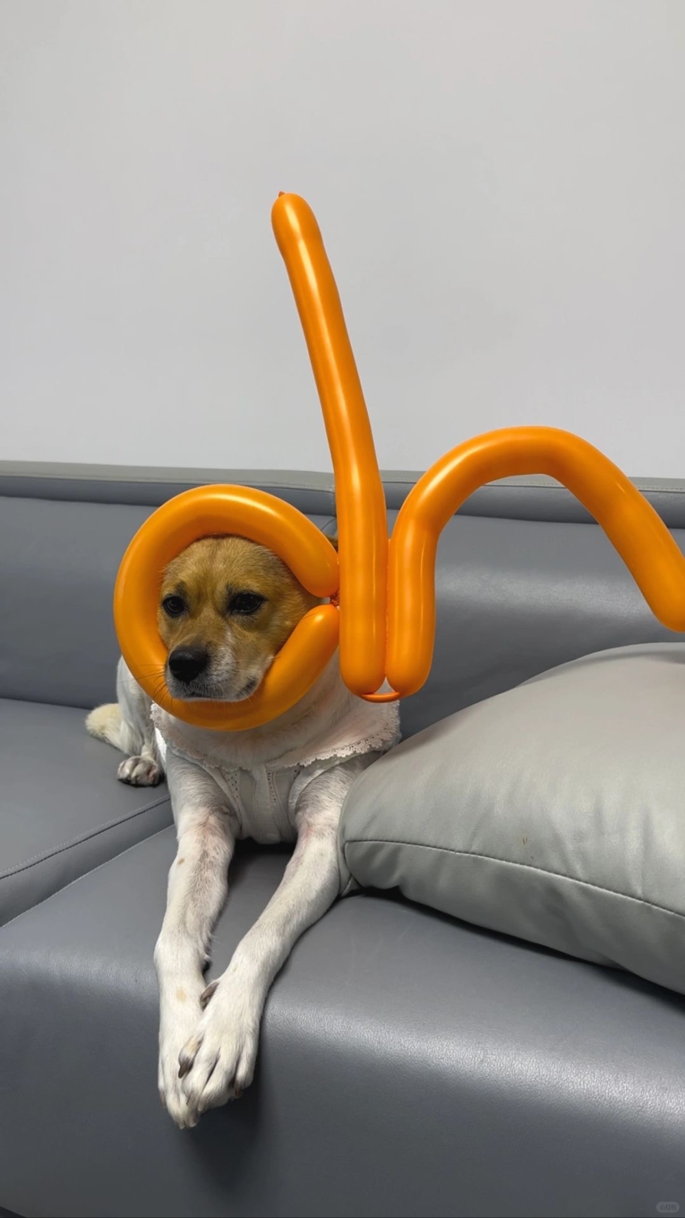 奴才：你太呆了吧