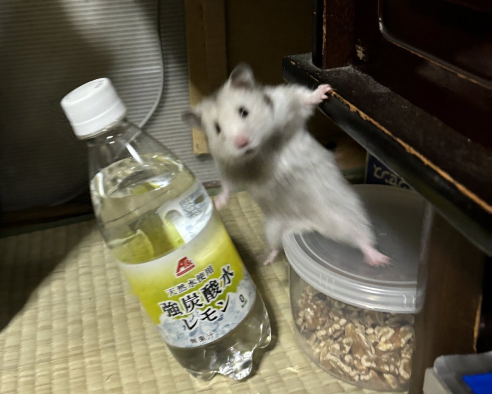 奴才：確實精彩