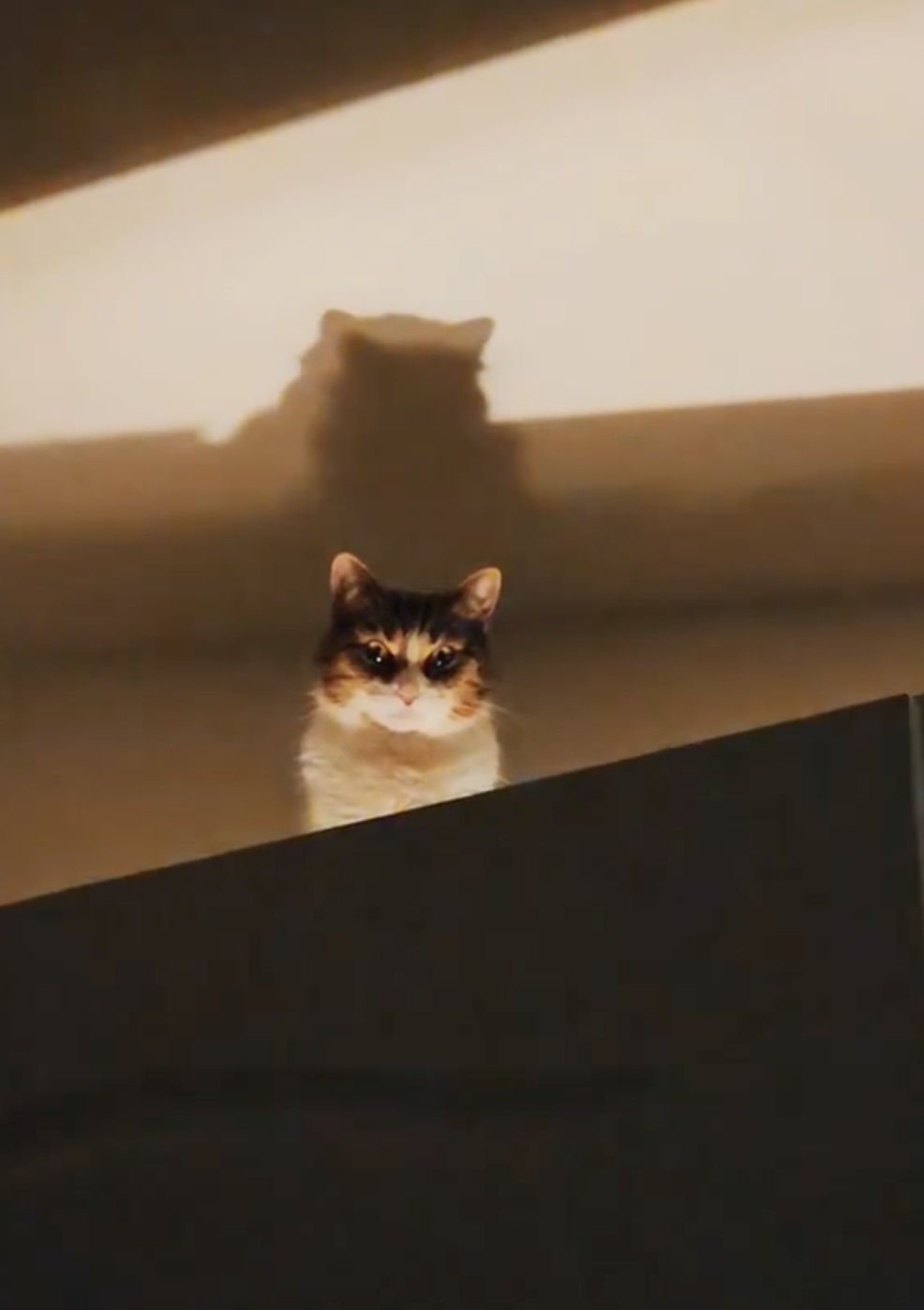 奴才：你還是別看我了