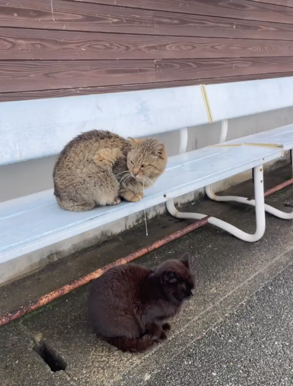 黑喵：朕頭上有什麼東西