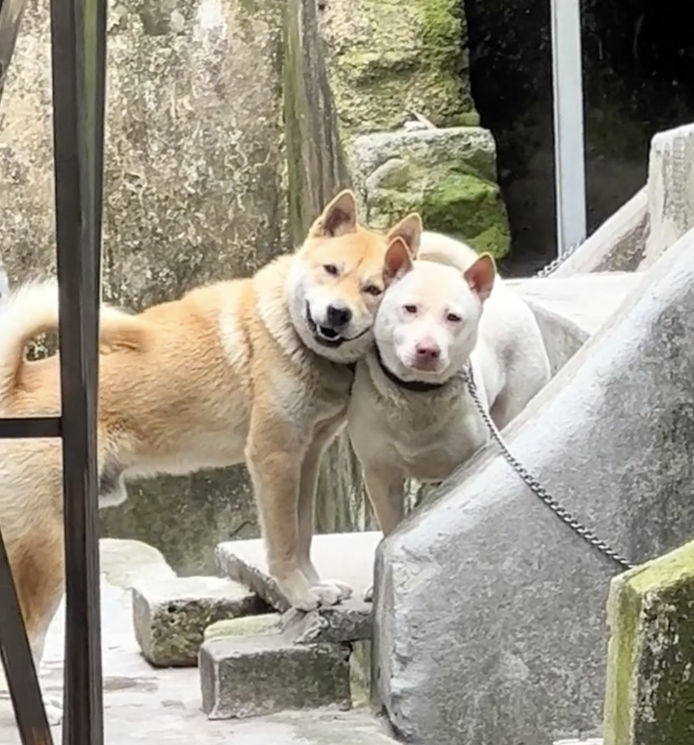 奴才：難道不是嗎