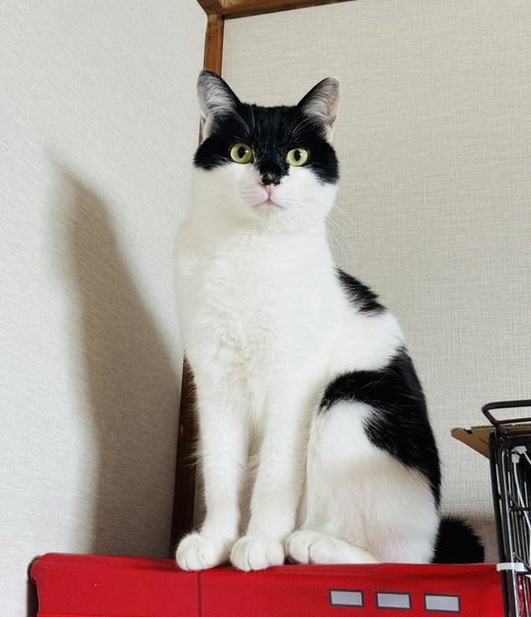 奴才：你展示一下啊