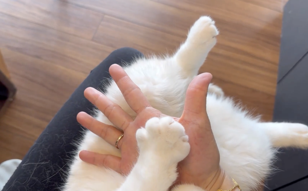 奴才：你好聰明啊