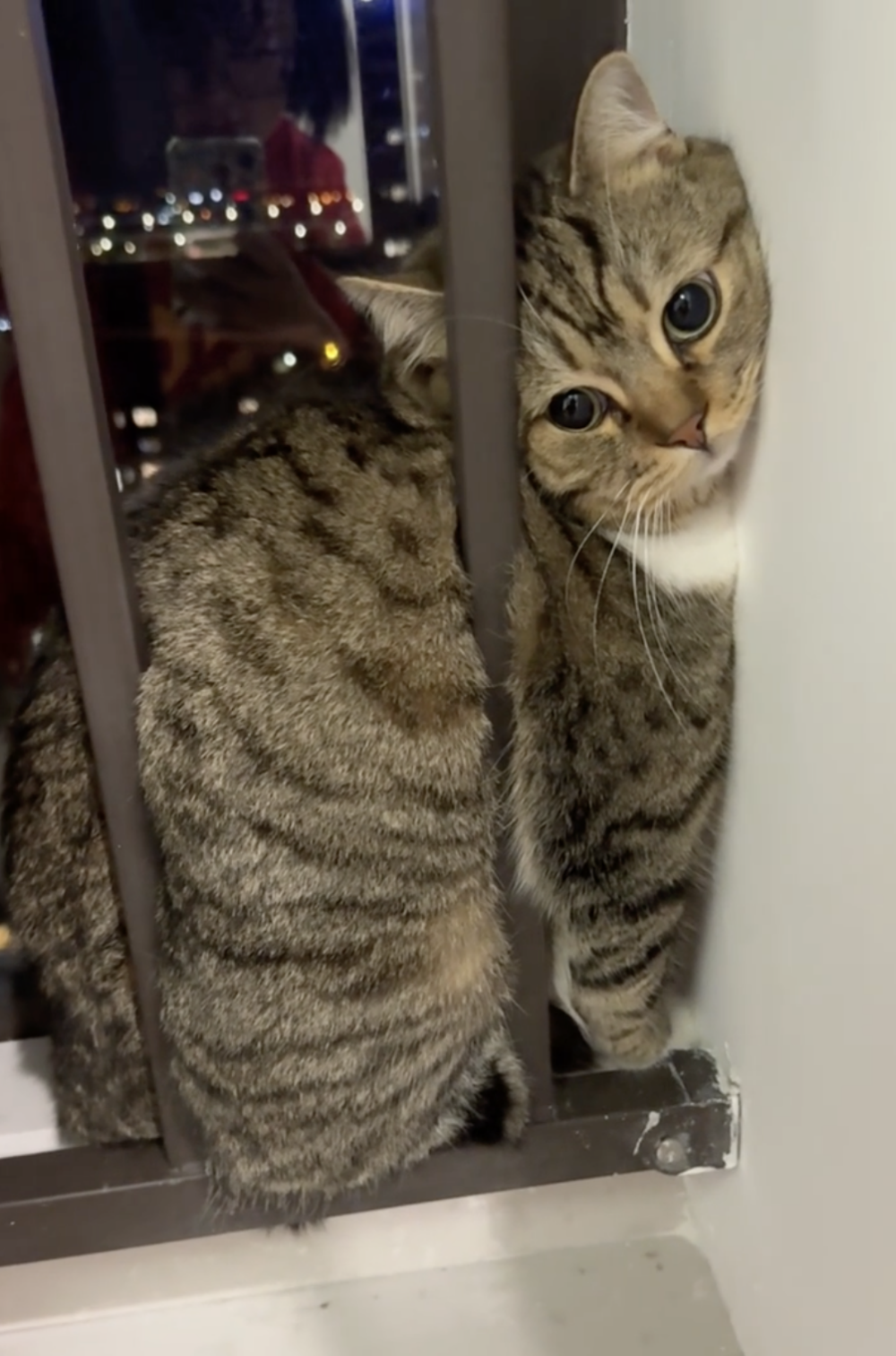 奴才：別那麼社恐啦