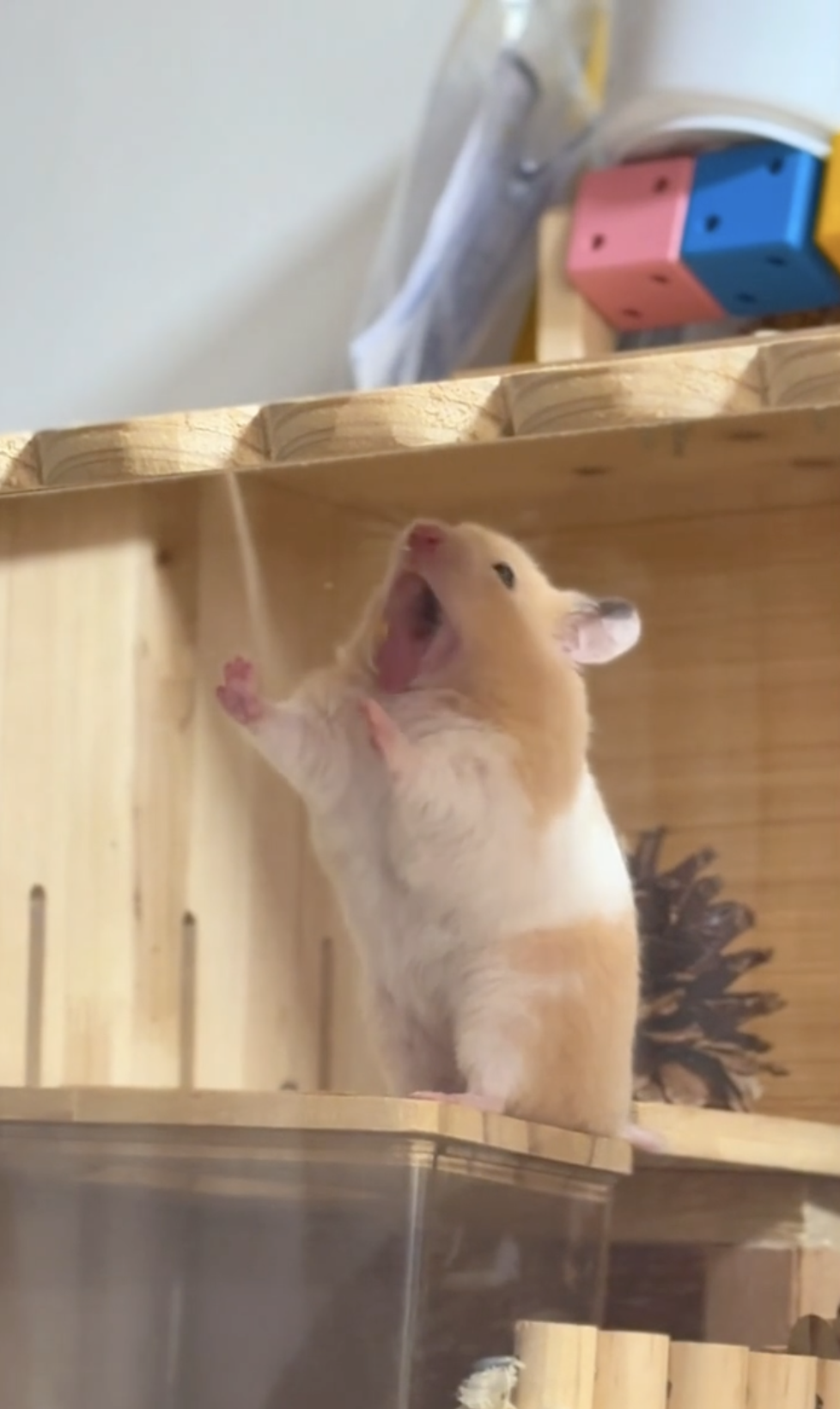 奴才：我都知道你的小心思了啦～