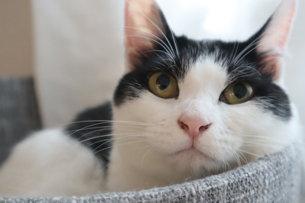 奴才：悉聽尊便