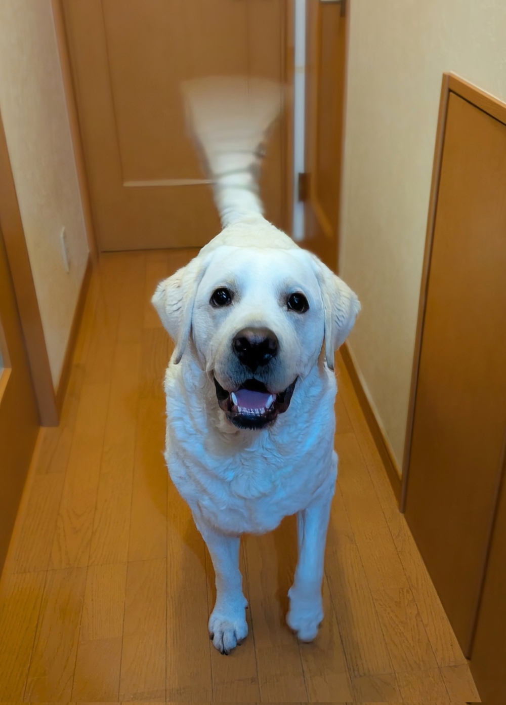 奴才：確實很顯眼