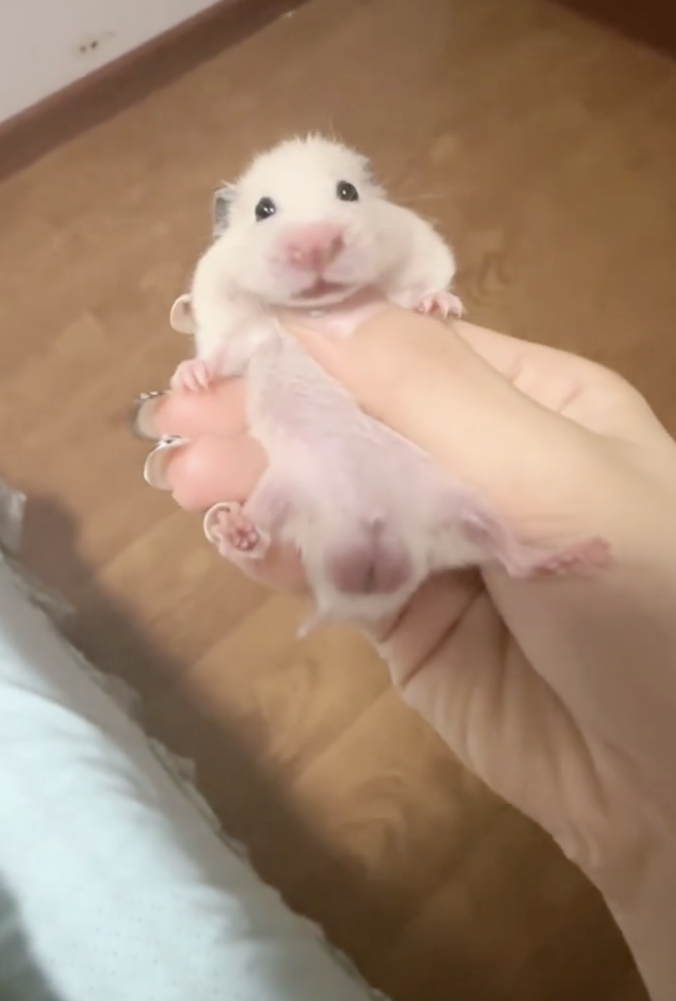 奴才：我只是讓你變成了薯條啦