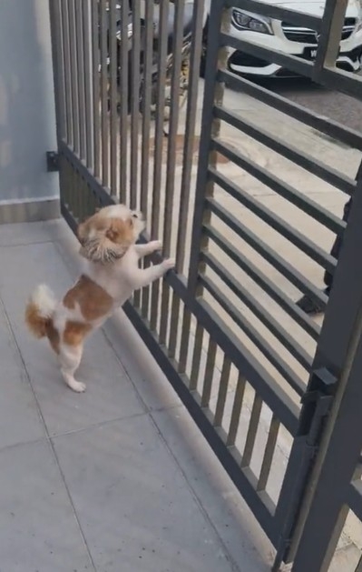 Pin Pin見到送貨員，好興奮地跳向門口的鐵閘門。