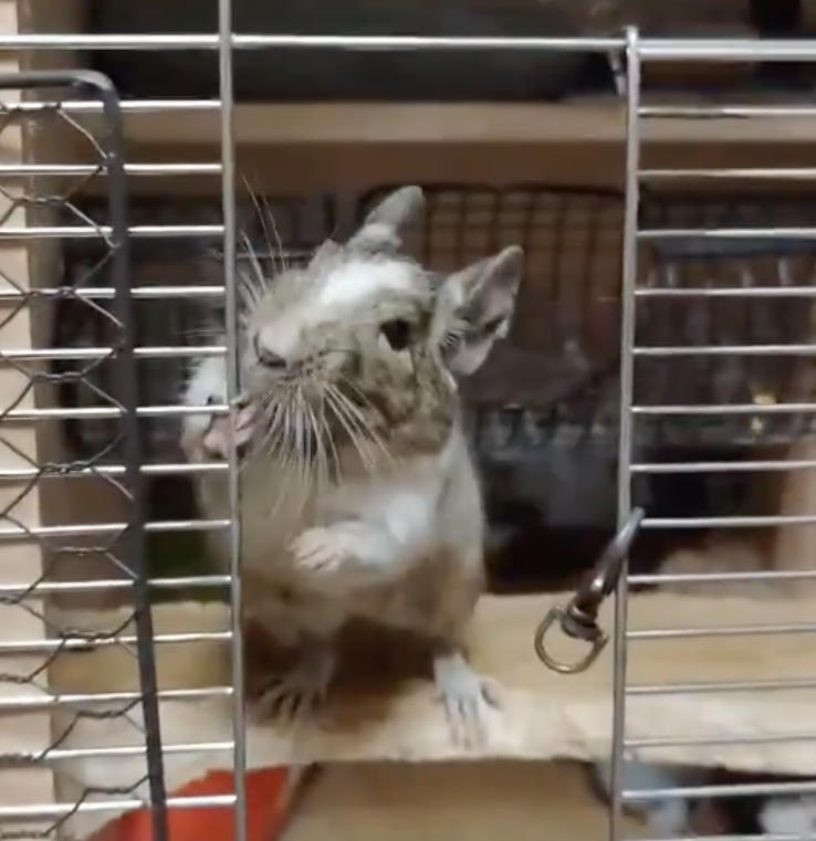 奴才：額...忘了我找你幹嘛了