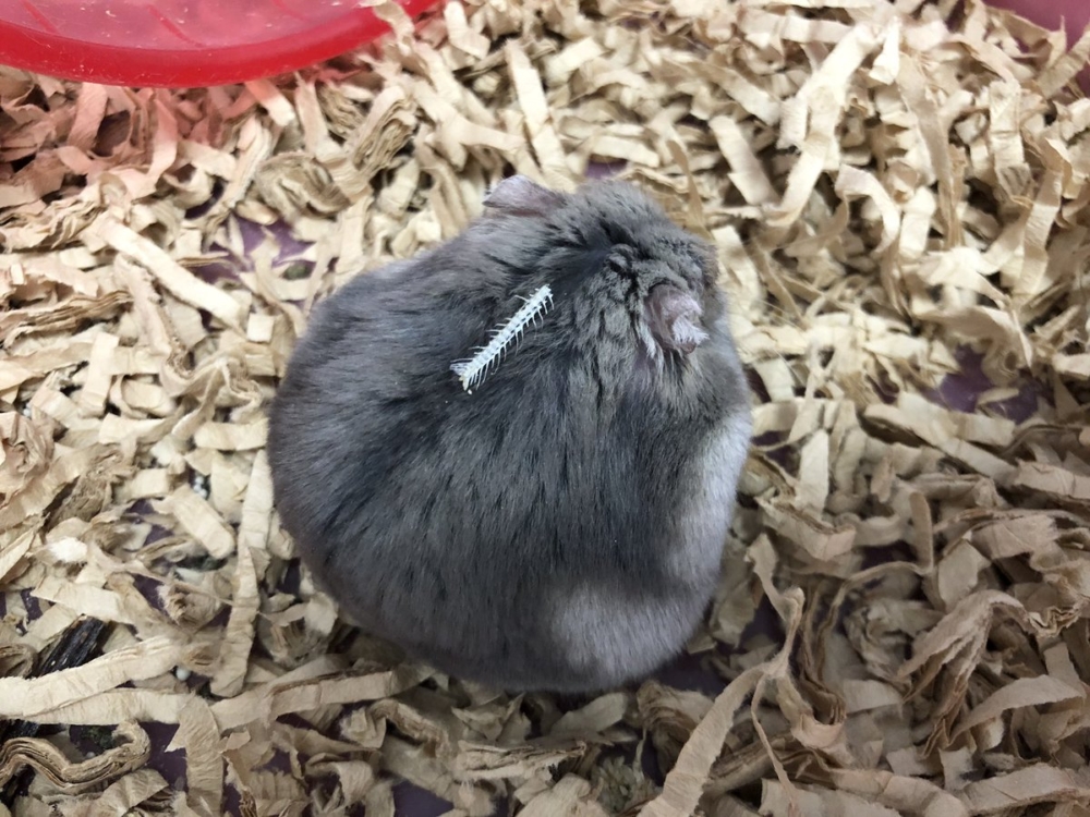 奴才：你不吃骨頭嗎？