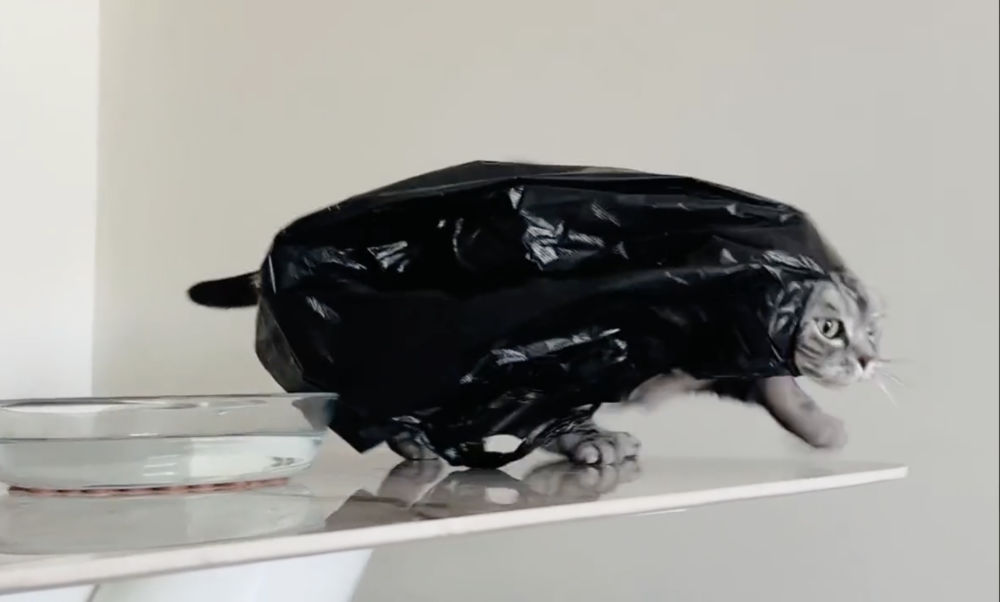 奴才：體驗新生活喔