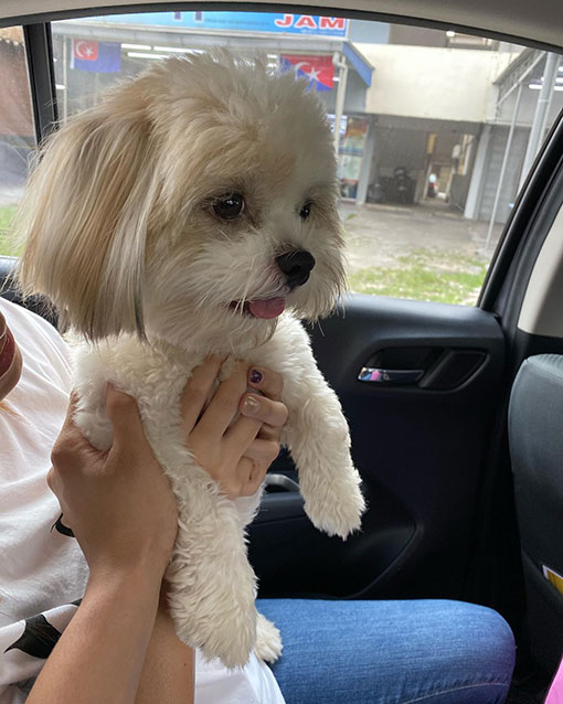 有時如果當天沒有送貨，Pin Pin便會生悶氣。