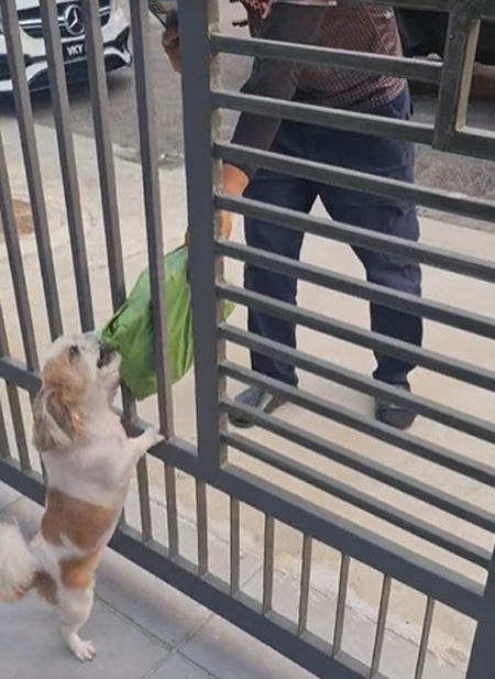 送貨員撿起包裹再次遞到Pin Pin的嘴巴。