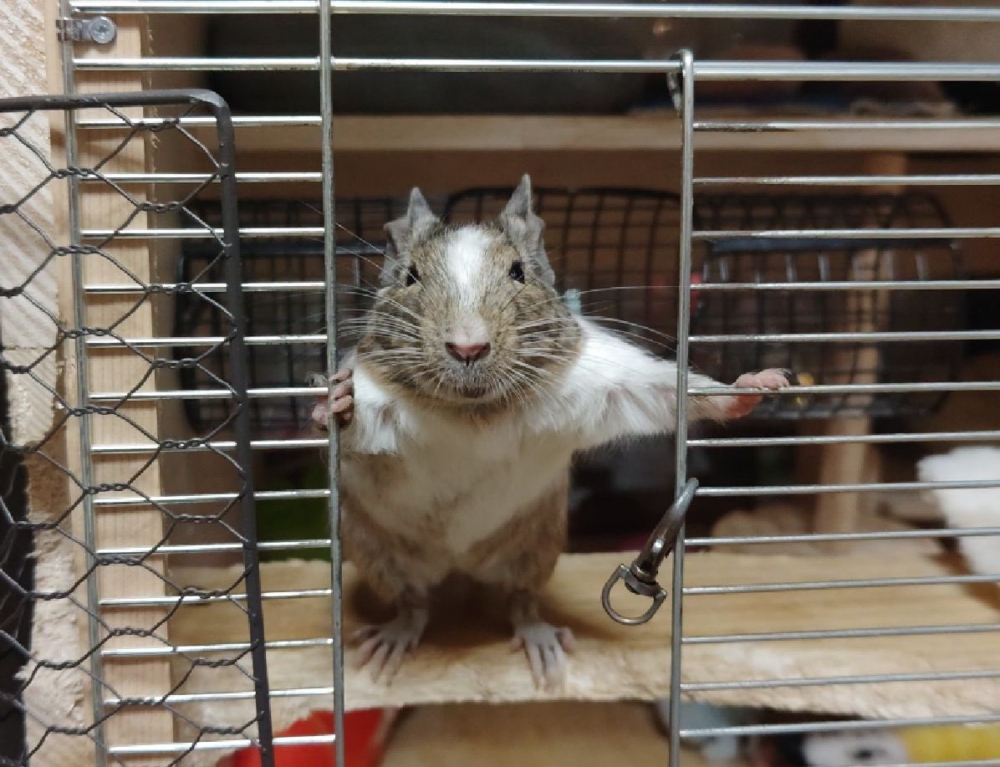 奴才：你趕時間啊？