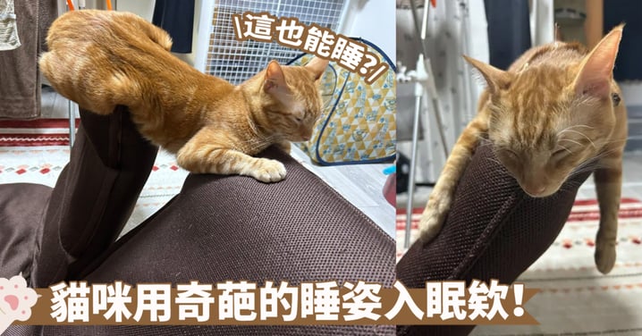 見證「睡神」的實力吧！貓咪懸空支撐在椅子兩端依舊能睡～奴才：這樣不會沒有安全感嗎？
