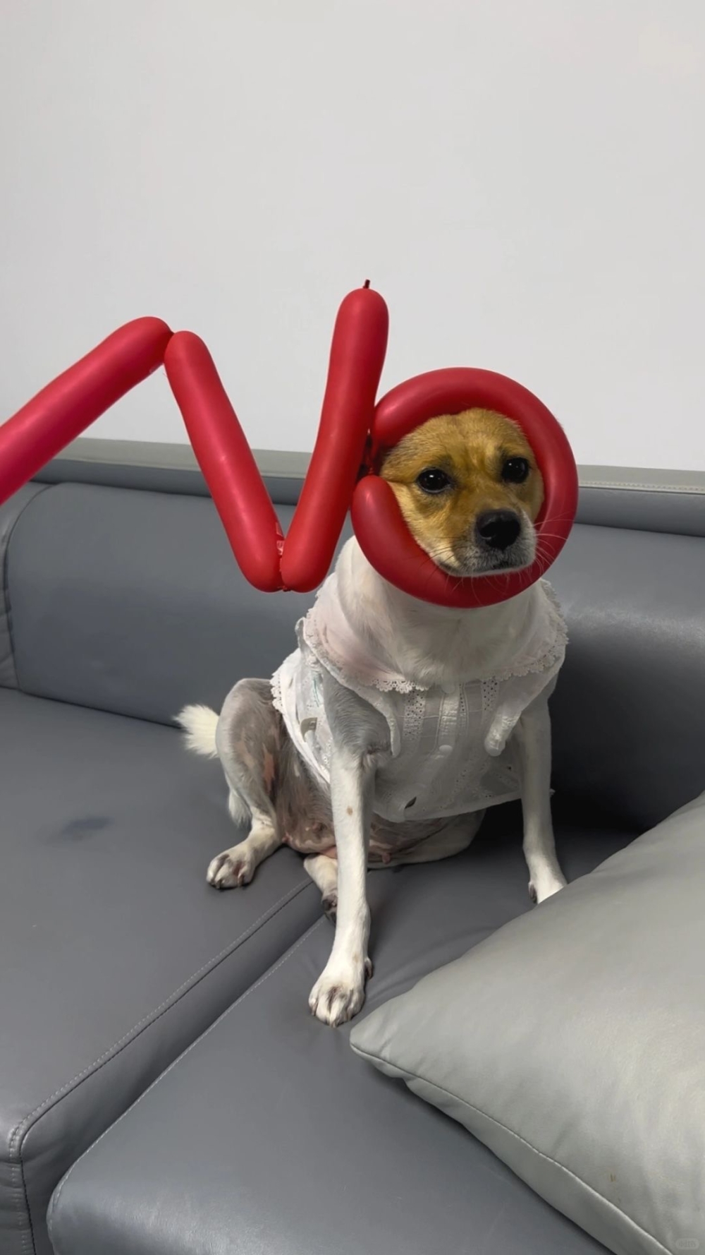 奴才：怎麼會呢～嘻嘻