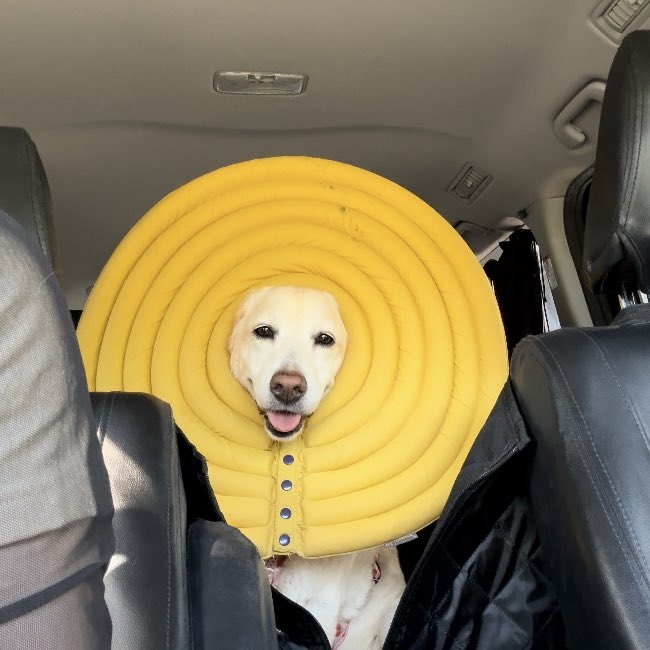 奴才：我都還沒有覺得丟臉啊