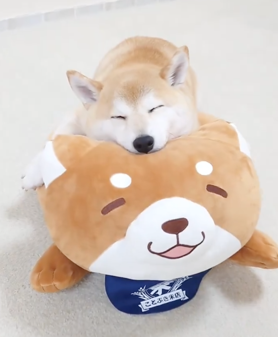 奴才：有了新歡往例舊愛嗎？